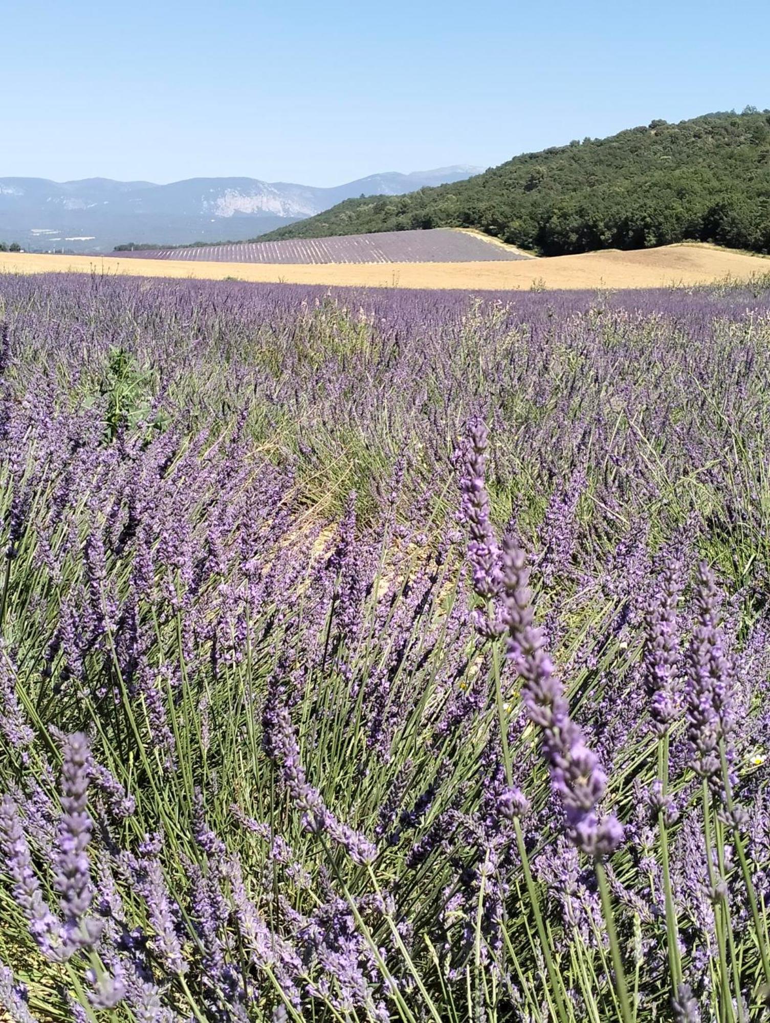 La Provence Vous Attend***!!! - 1Er Etage Digne-les-Bains Eksteriør billede